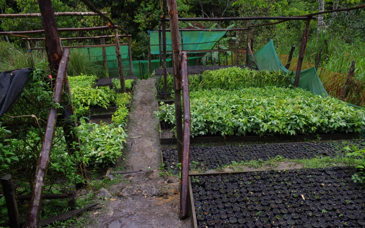 Perulaisen taimitarhan puut päätyvät metsien ennallistamiseen. Kuva: Markku Larjavaara