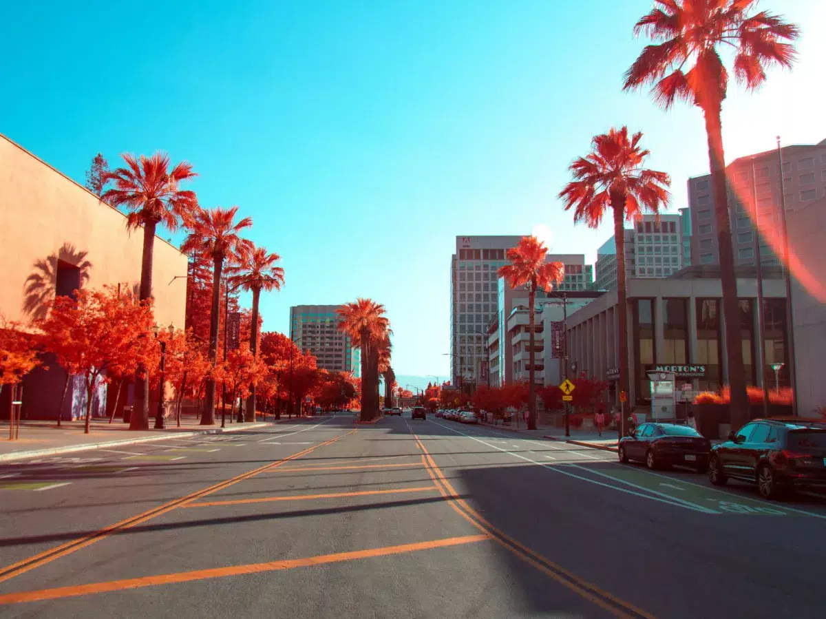 Sunny road and red palm trees on both sides.
