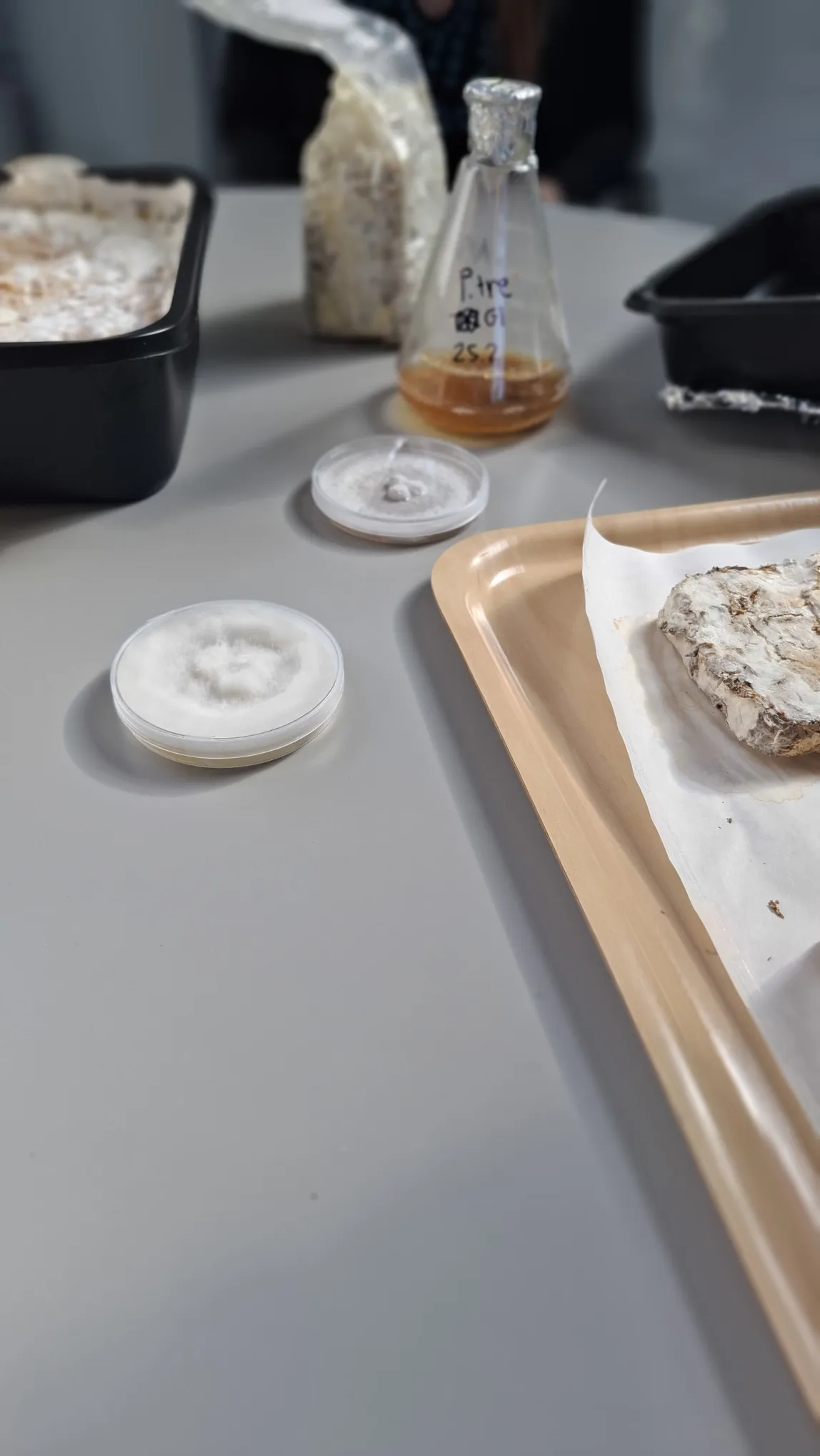 Growing mycelium-based composites.